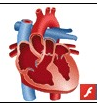 Science Animations and Explanations